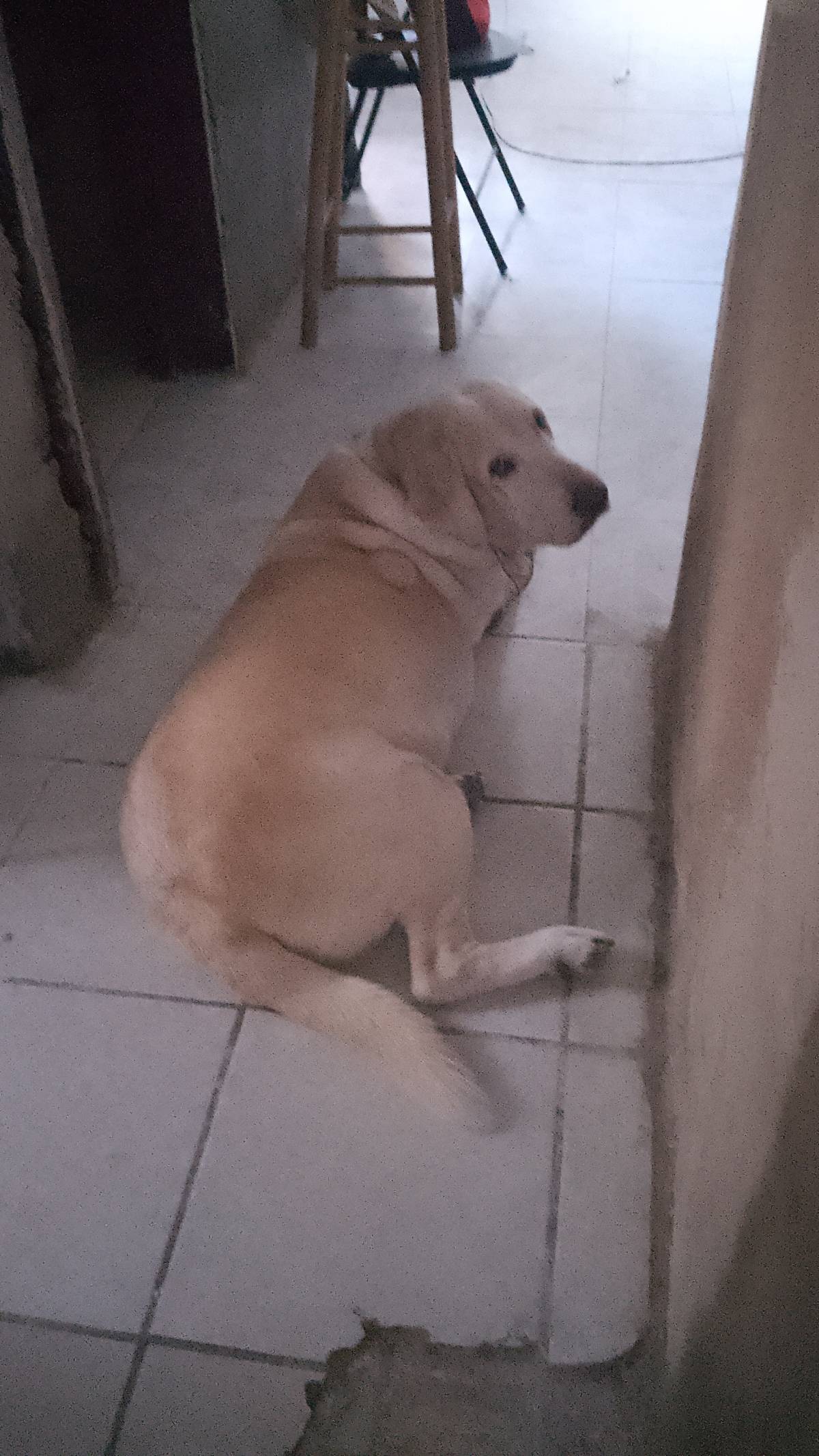 Doggy Care - Zapopan - Dog Hotel