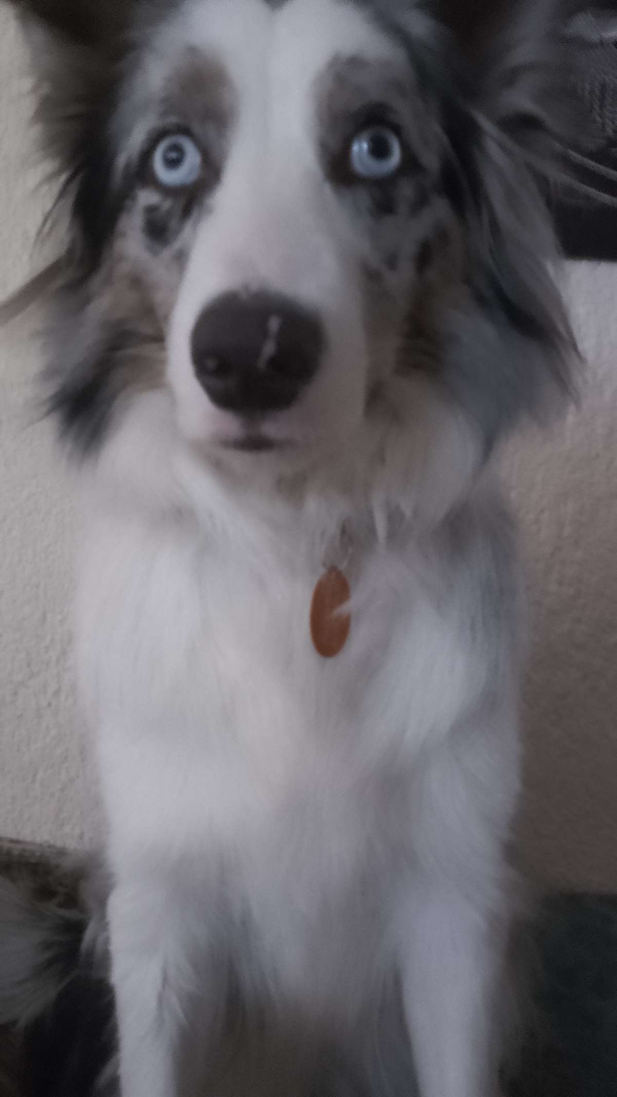 Doggy Care - Zapopan - Dog Daycare