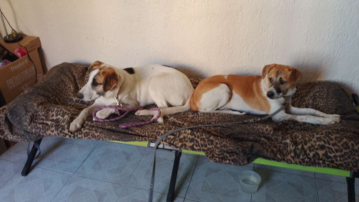 Doggy Care - Zapopan - Pet Sitting