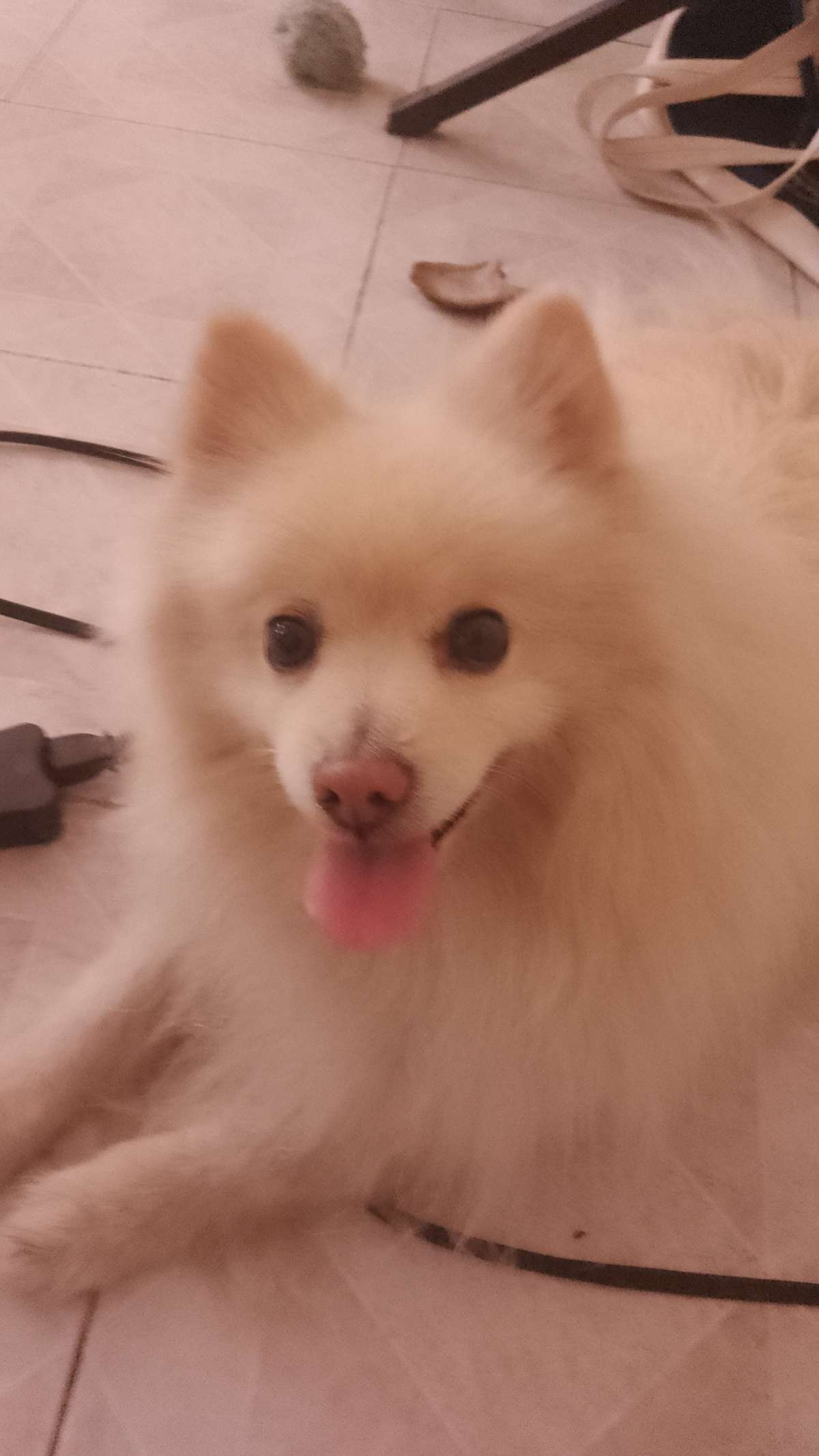 Doggy Care - Zapopan - Dog Sitting