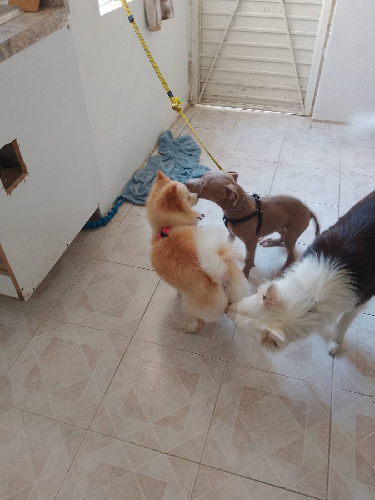 Doggy Care - Zapopan - Baths and Grooming for Animals