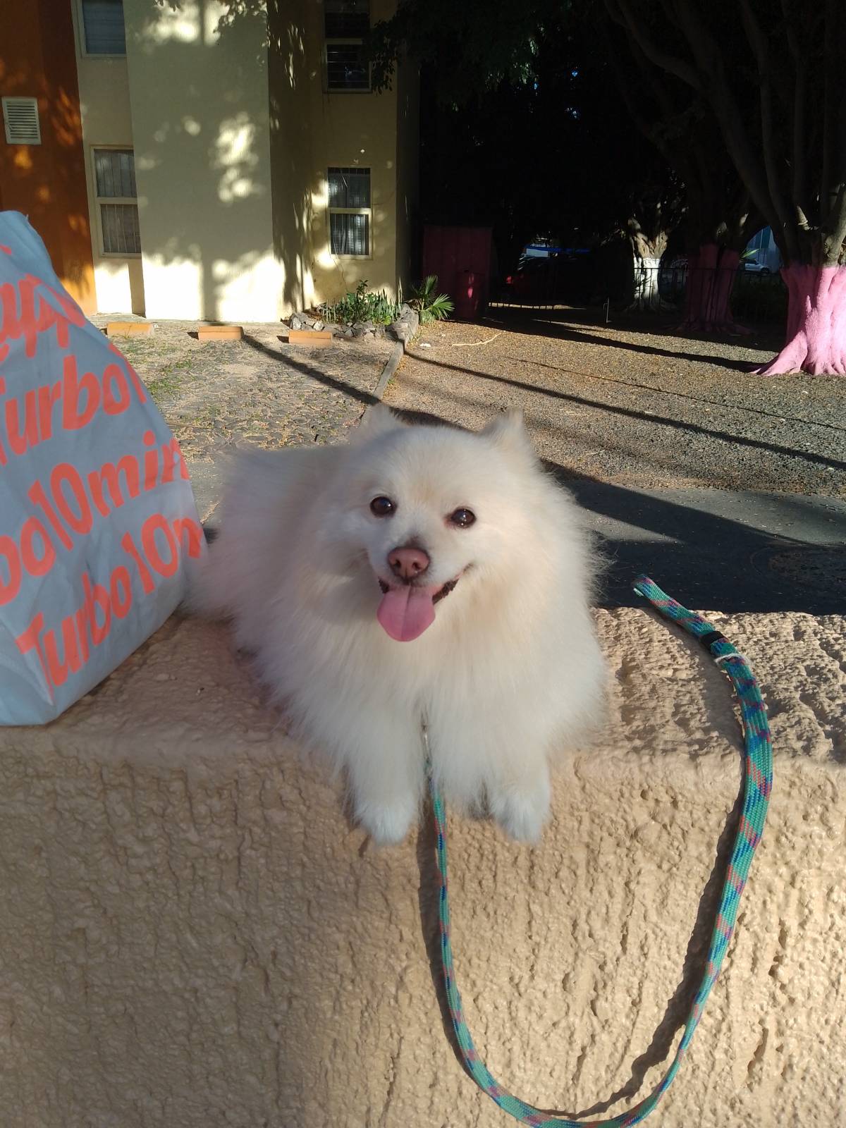 Doggy Care - Zapopan - Dog Walking