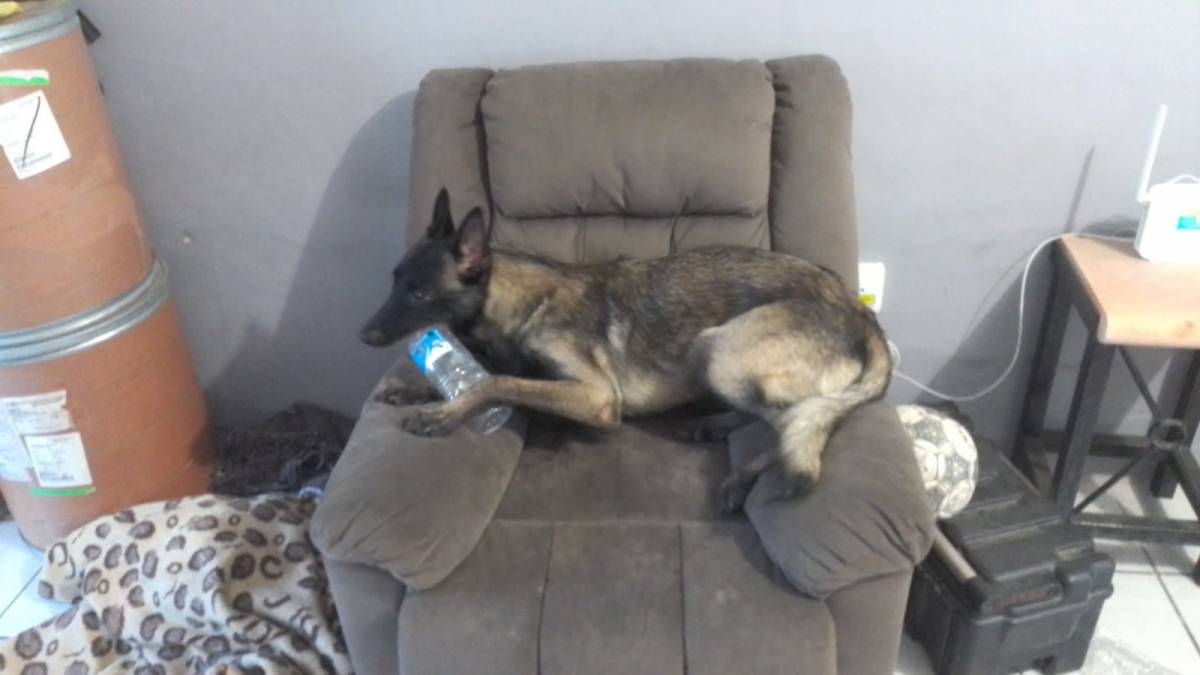 Doggy Care - Zapopan - Cat Sitting