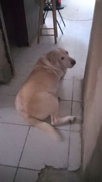 Doggy Care - Zapopan - Dog Hotel