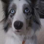 Doggy Care - Zapopan - Dog Daycare