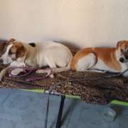 Doggy Care - Zapopan - Pet Sitting
