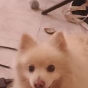 Doggy Care - Zapopan - Dog Sitting