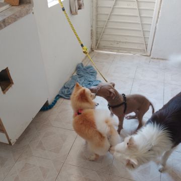 Doggy Care - Zapopan - Baths and Grooming for Animals