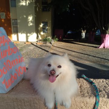 Doggy Care - Zapopan - Dog Walking
