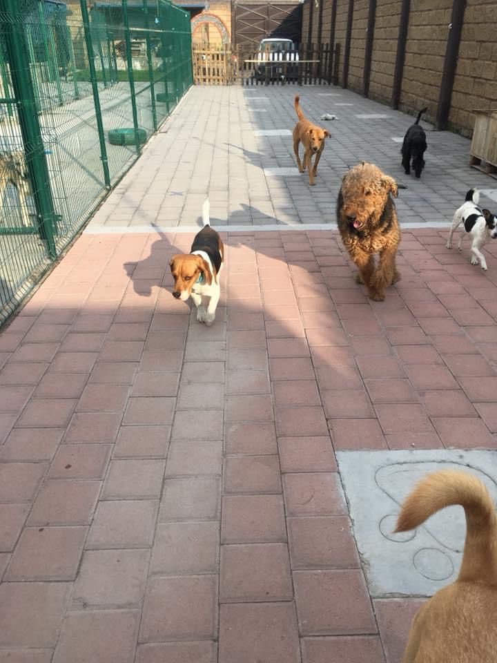 Hotel Perritos Inn - Atlixco - Baths and Grooming for Animals