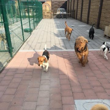 Hotel Perritos Inn - Atlixco - Baths and Grooming for Animals