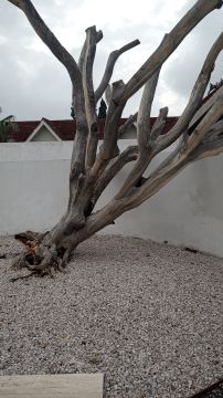 Tree Trimmer