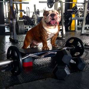 Hunters bulldog - Apodaca - Paseador de perros