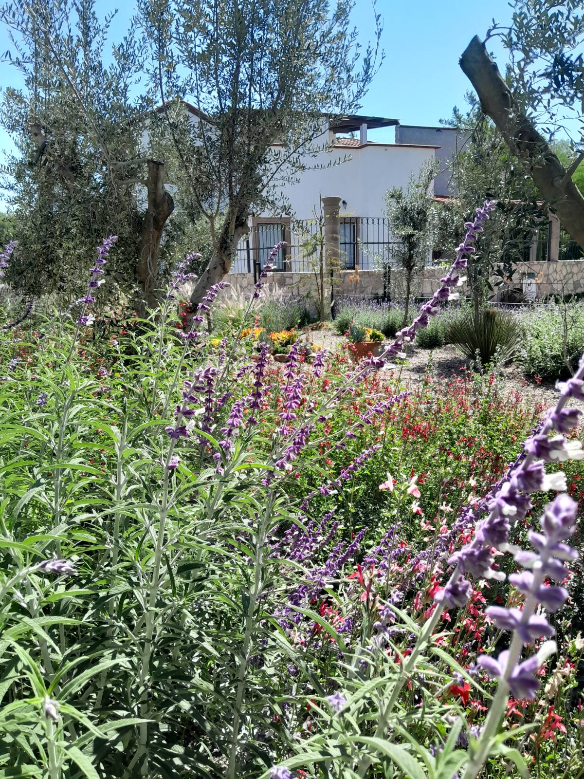 PNM paisajismo - San Miguel de Allende - Eliminación de arbustos