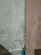 Mold Inspection and Removal