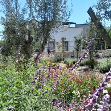 PNM paisajismo - San Miguel de Allende - Eliminación de arbustos