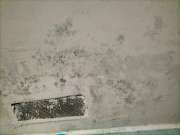 Mold Removal Expert