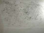 Cleaning - Domestic Services