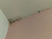 Mold Removal Expert - Domestic Services