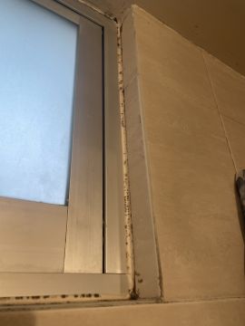 Experto en eliminación de moho
