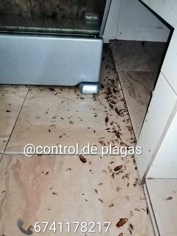 Control de plagas 