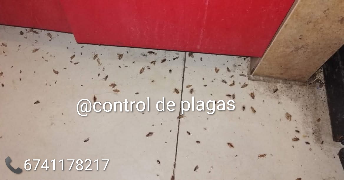 Control de plagas 