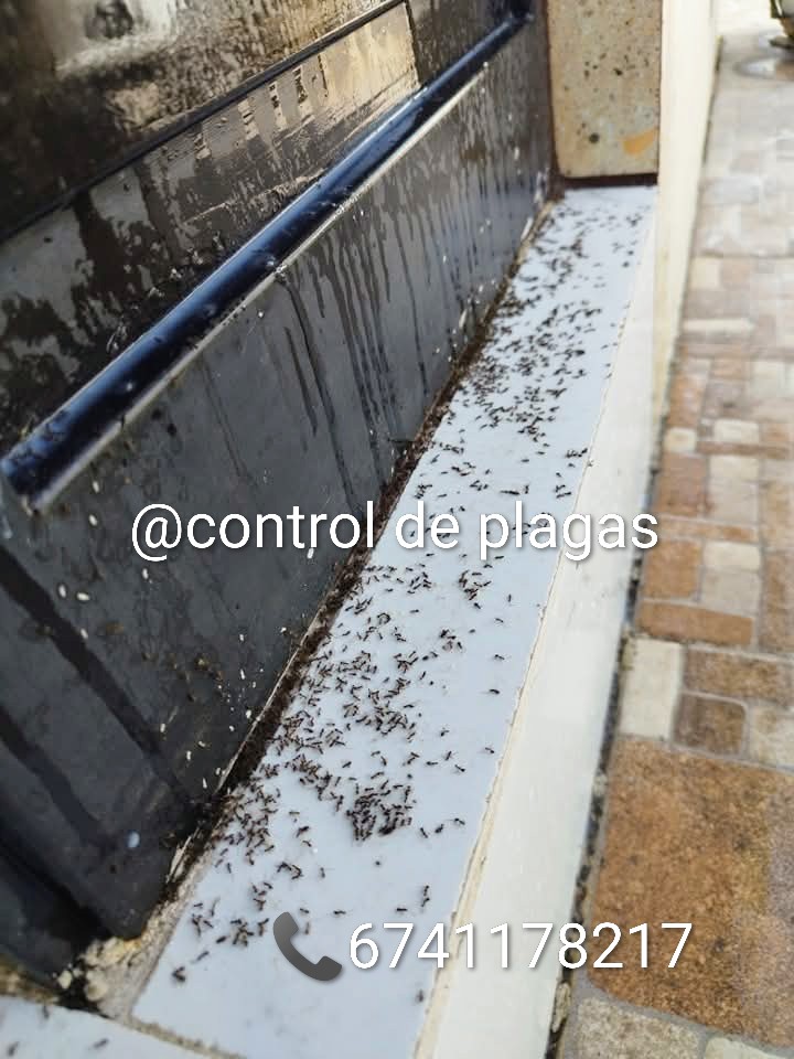 Control de plagas 
