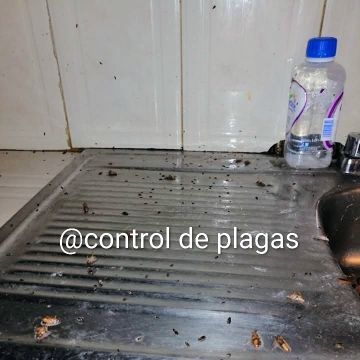 Control de plagas 