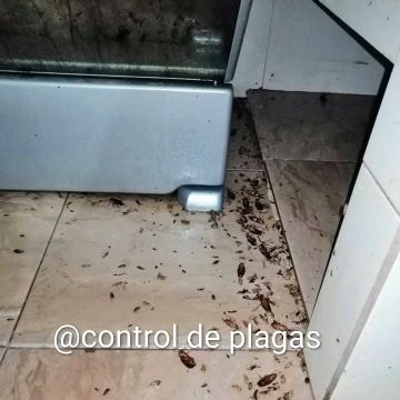 Control de plagas 