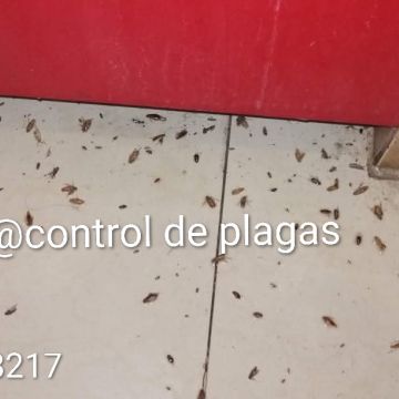 Control de plagas 