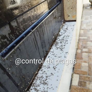 Control de plagas 