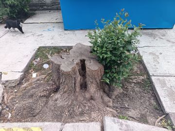 Jardinería