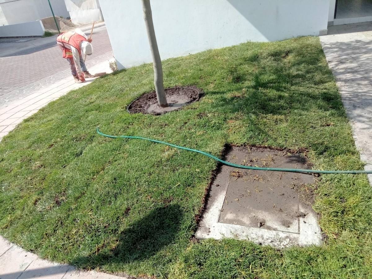 Mantenimientos peña - El Marqués - Poda y mantenimiento de árboles