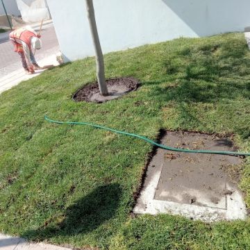Mantenimientos peña - El Marqués - Poda y mantenimiento de árboles