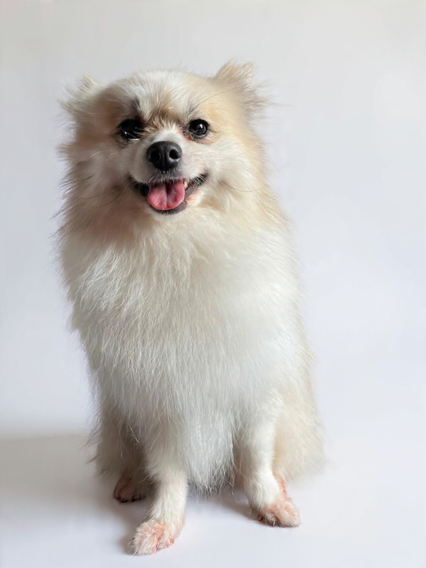 Mascotas - El Marqués - Dog Grooming