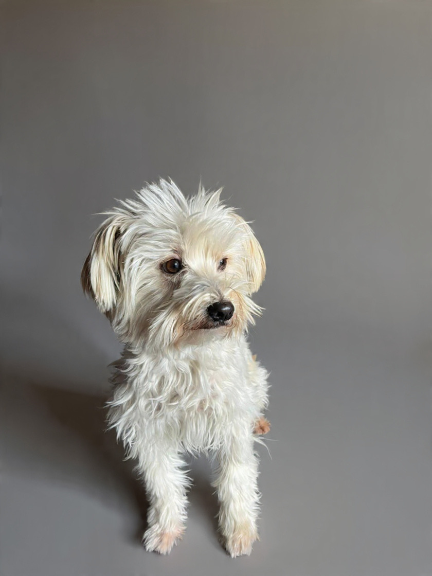 Mascotas - El Marqués - Baths and Grooming for Animals