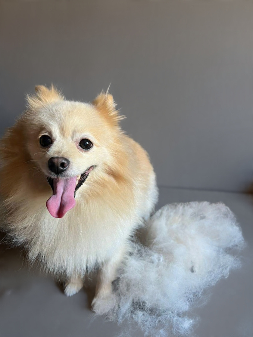 Mascotas - El Marqués - Baths and Grooming for Animals