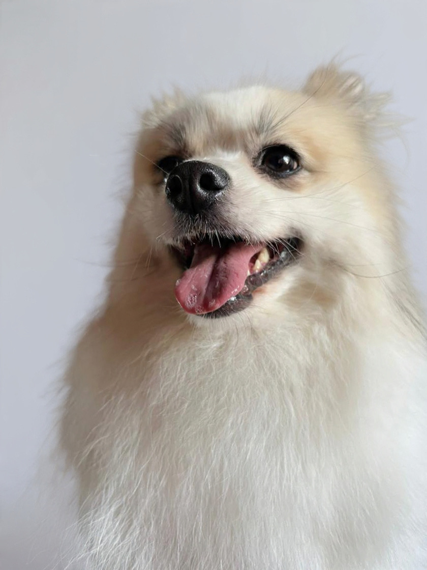 Mascotas - El Marqués - Pet Care and Grooming