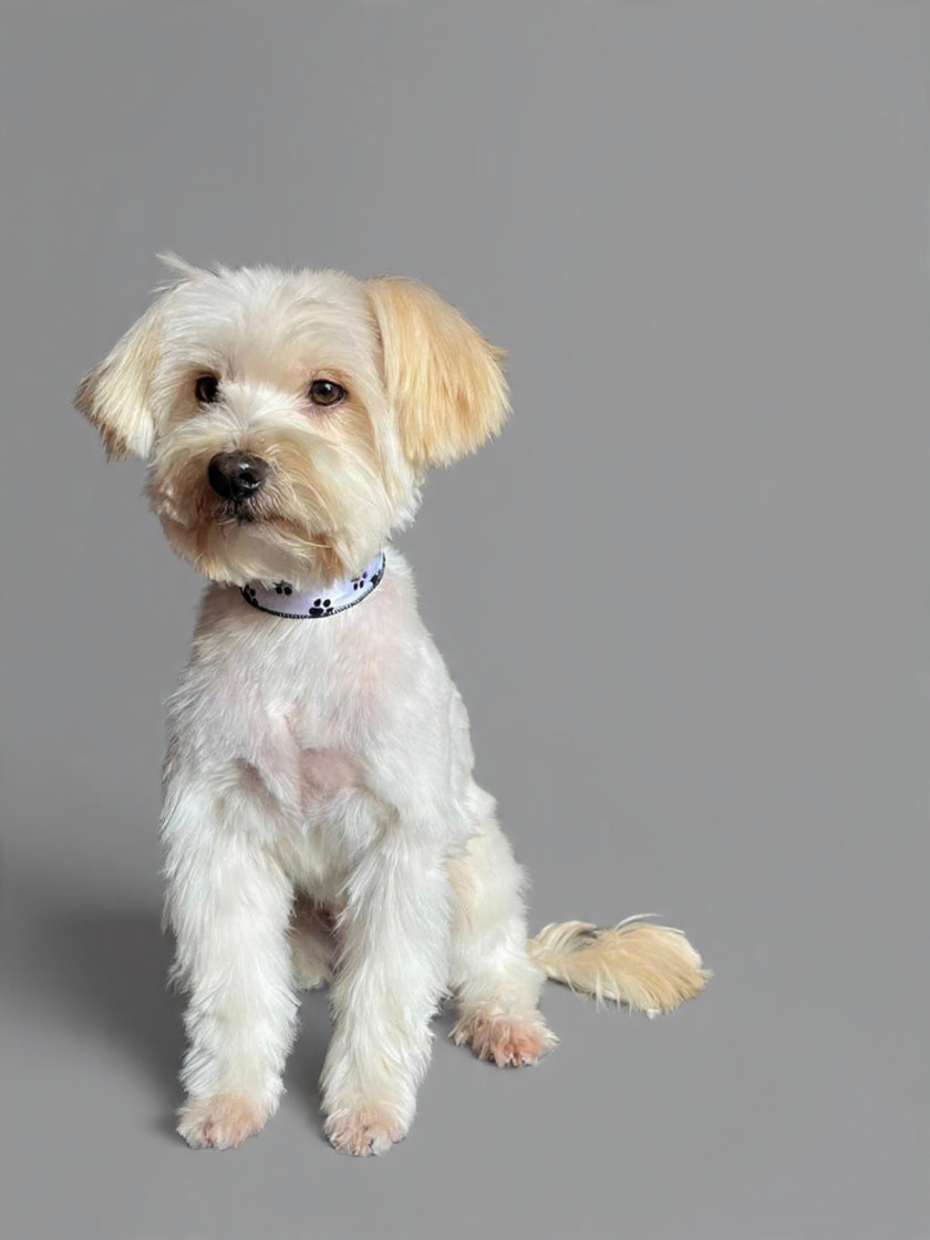 Mascotas - El Marqués - Pet Care and Grooming