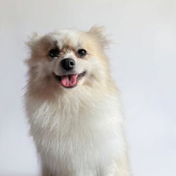 Mascotas - El Marqués - Dog Grooming
