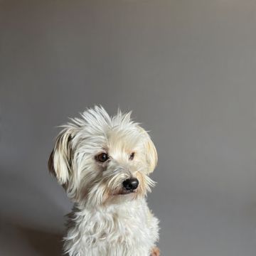 Mascotas - El Marqués - Baths and Grooming for Animals