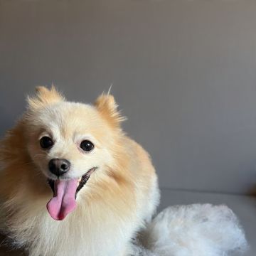 Mascotas - El Marqués - Baths and Grooming for Animals