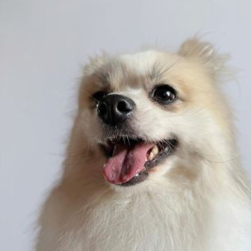 Mascotas - El Marqués - Pet Care and Grooming