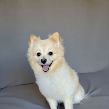 Mascotas - El Marqués - Dog Grooming