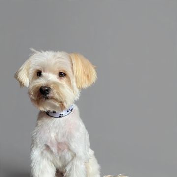 Mascotas - El Marqués - Pet Care and Grooming