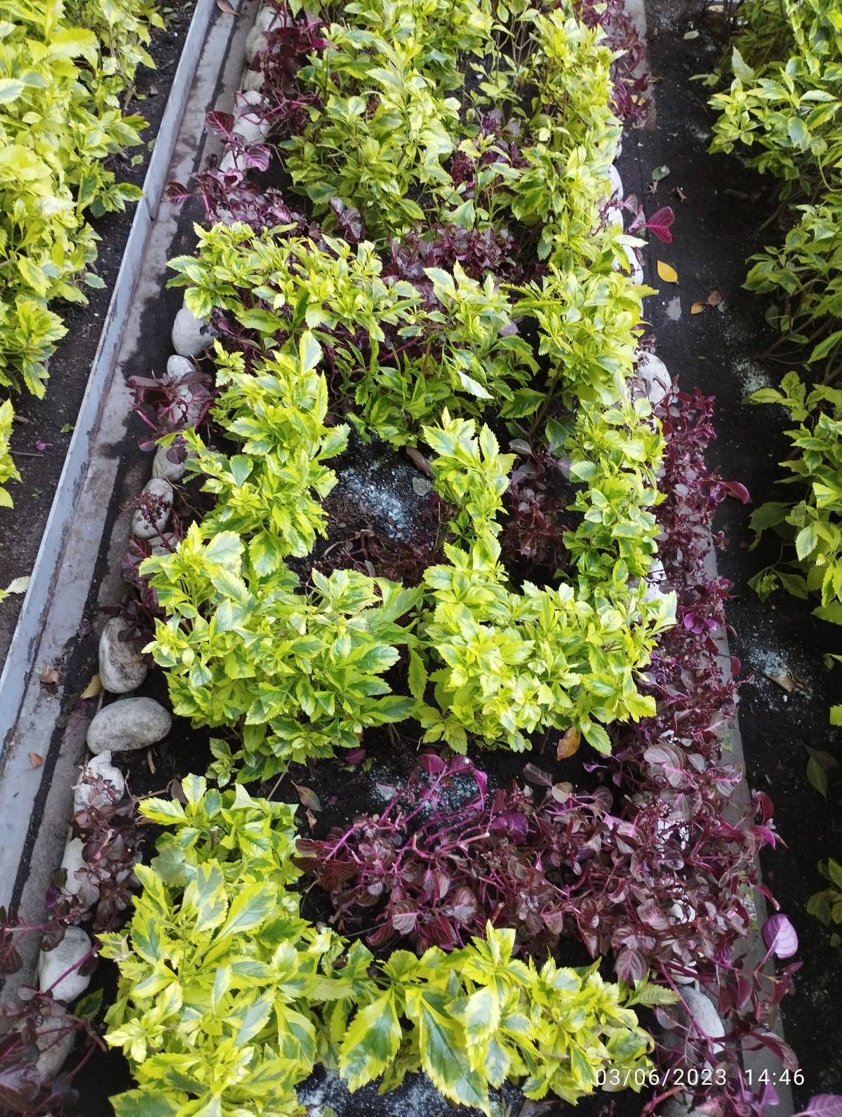 Servicios Integrales ADP - Gustavo A. Madero - Seeding
