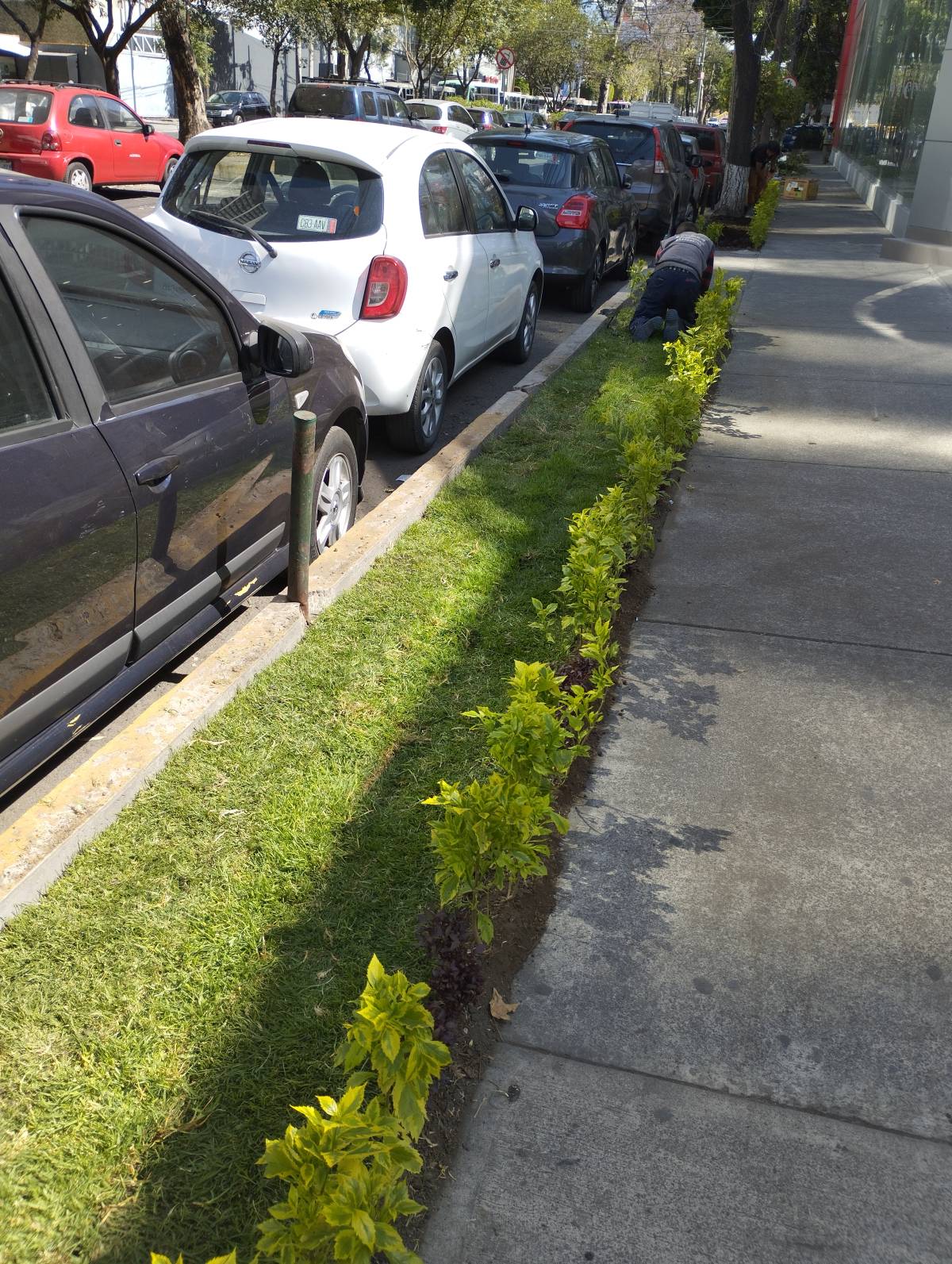 Servicios Integrales ADP - Gustavo A. Madero - Shrub Removal