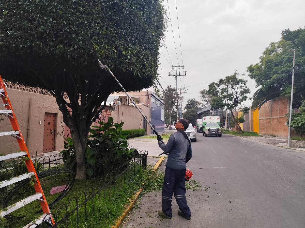 Servicios Integrales ADP - Gustavo A. Madero - Lawn Mowing and Trimming