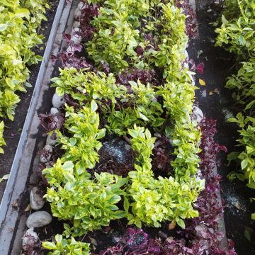 Servicios Integrales ADP - Gustavo A. Madero - Seeding