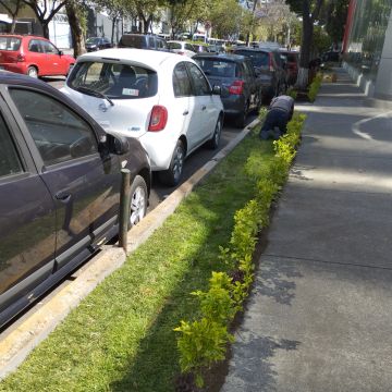 Servicios Integrales ADP - Gustavo A. Madero - Shrub Removal